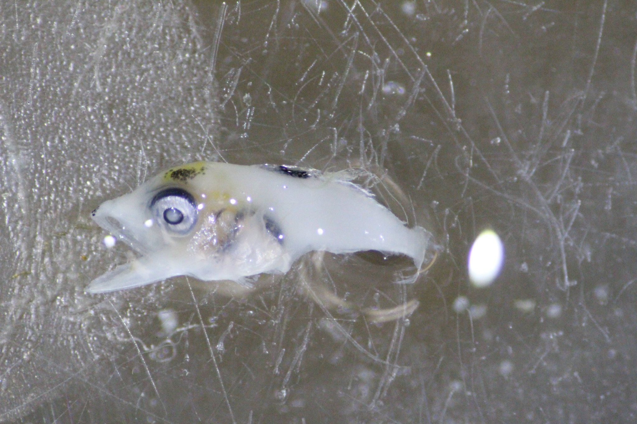 Tuna Larvae