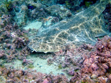 angelshark
