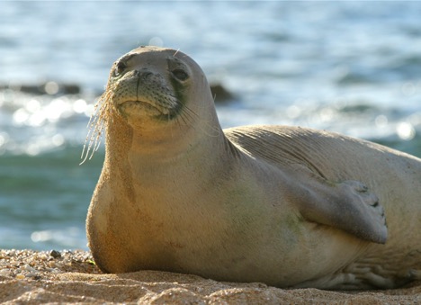 hawaiian monk seal