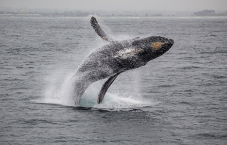 humpback