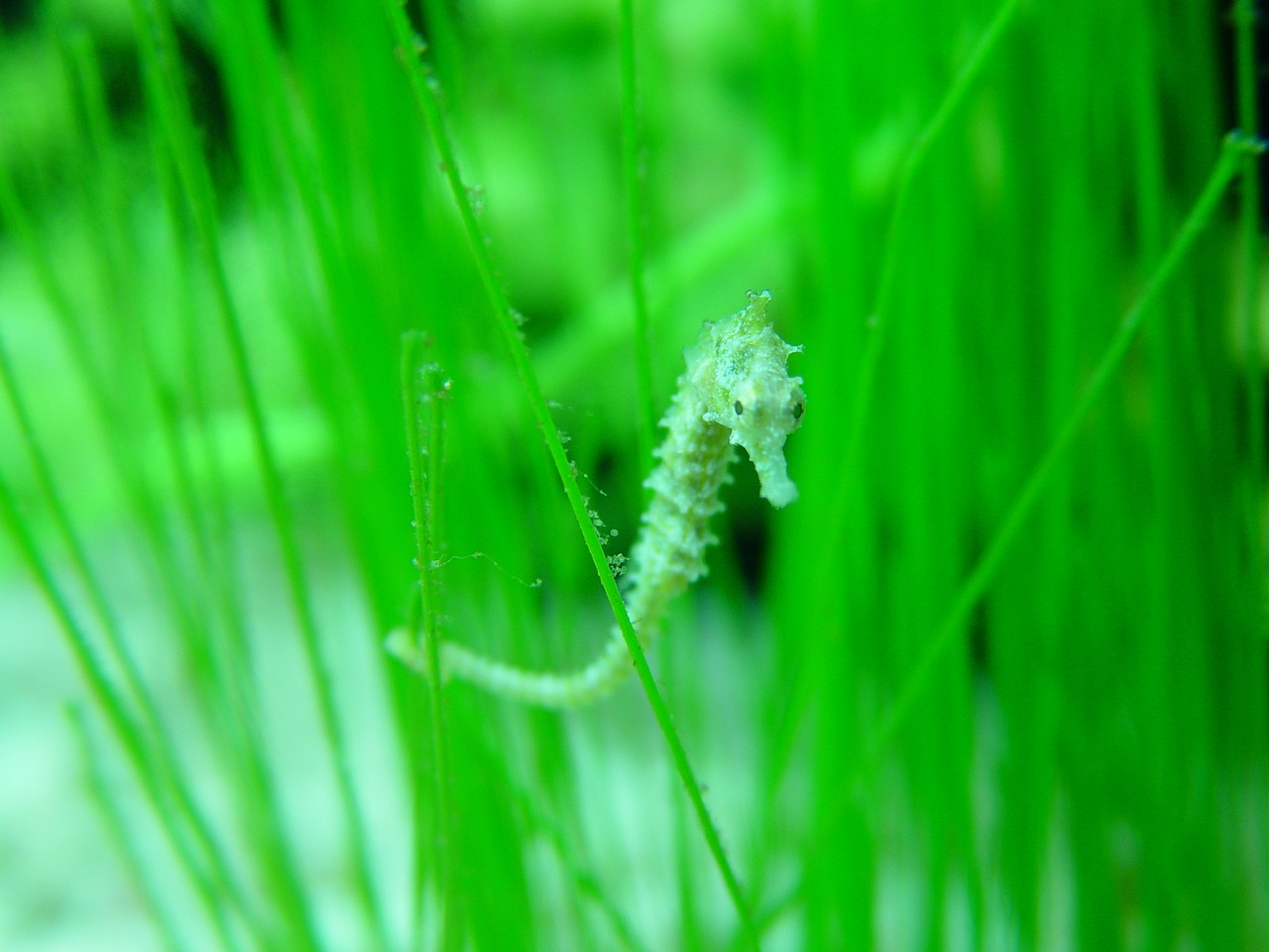 seahorse-1568022_1280