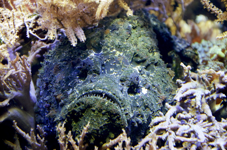 stone-fish-1295032_960_720