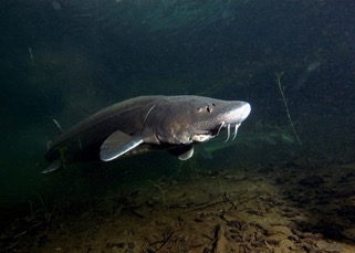sturgeon