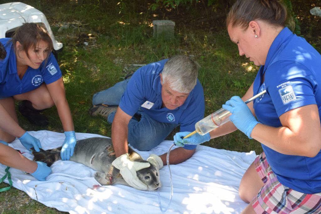 three people assisting in seal rehabilitation