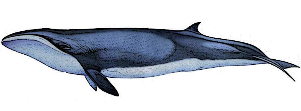 Caperea_marginata_3Wikipedia