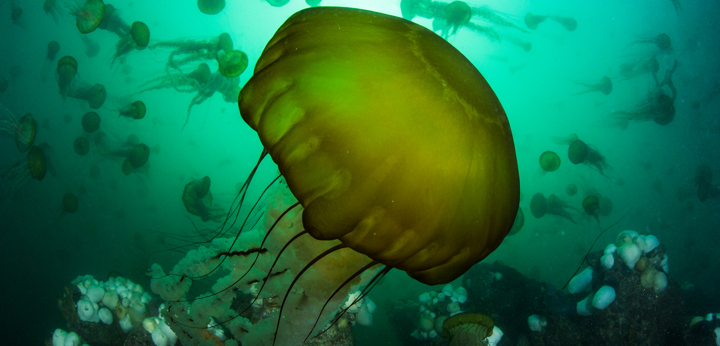 Jellyfish_Michael Langhans