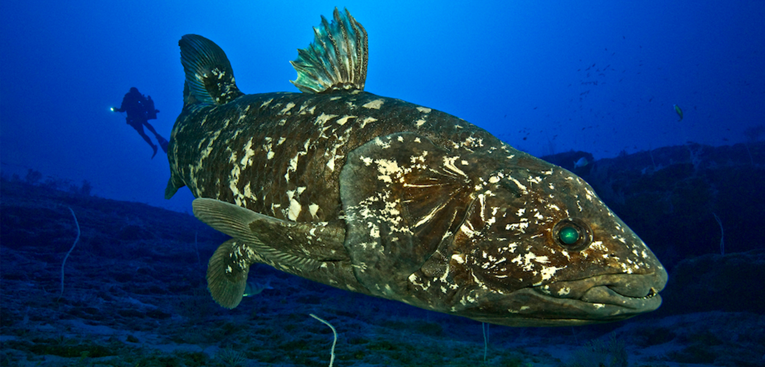 Laurent Ballesta_Andromede Oceanology