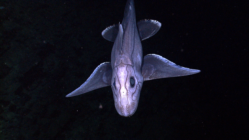NOAA Ocean Explorer: NOAA Ship Okeanos Explorer: INDEX 2010 ÒInd