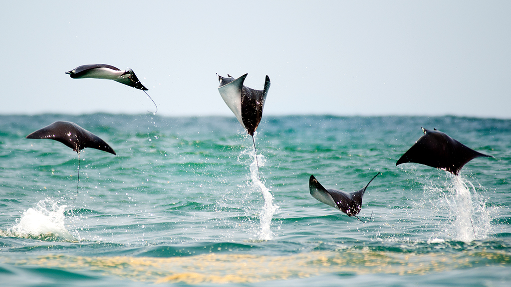 Stingray
