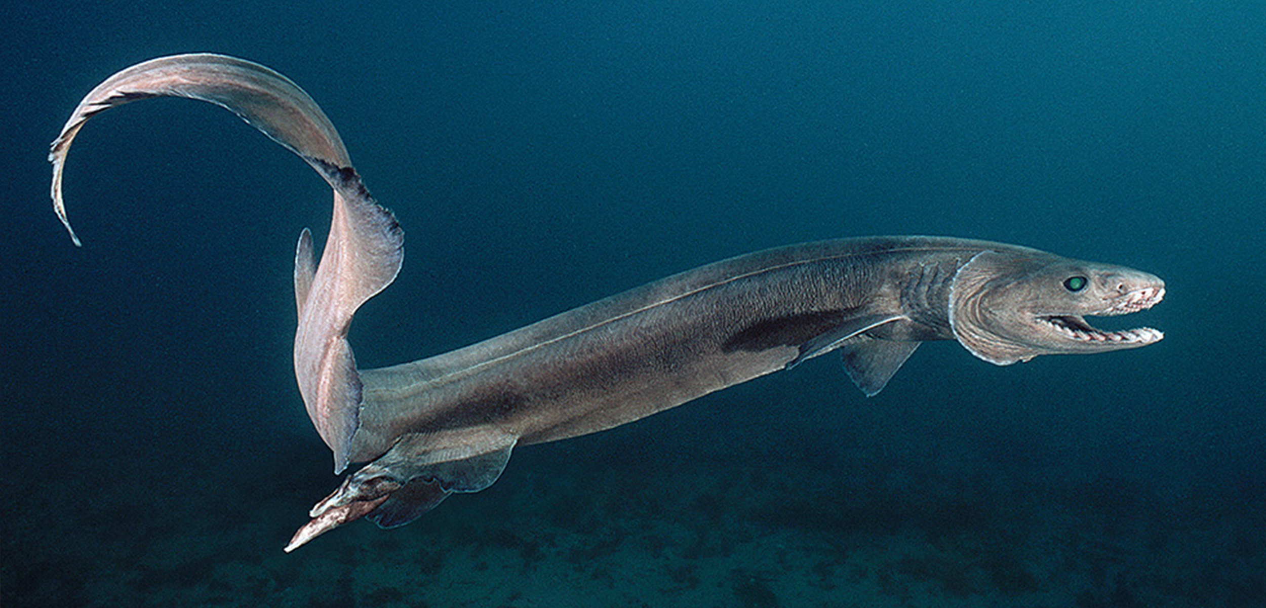 frilled-shark_Kelvin Aitken:Wildscreen Arkivecopy