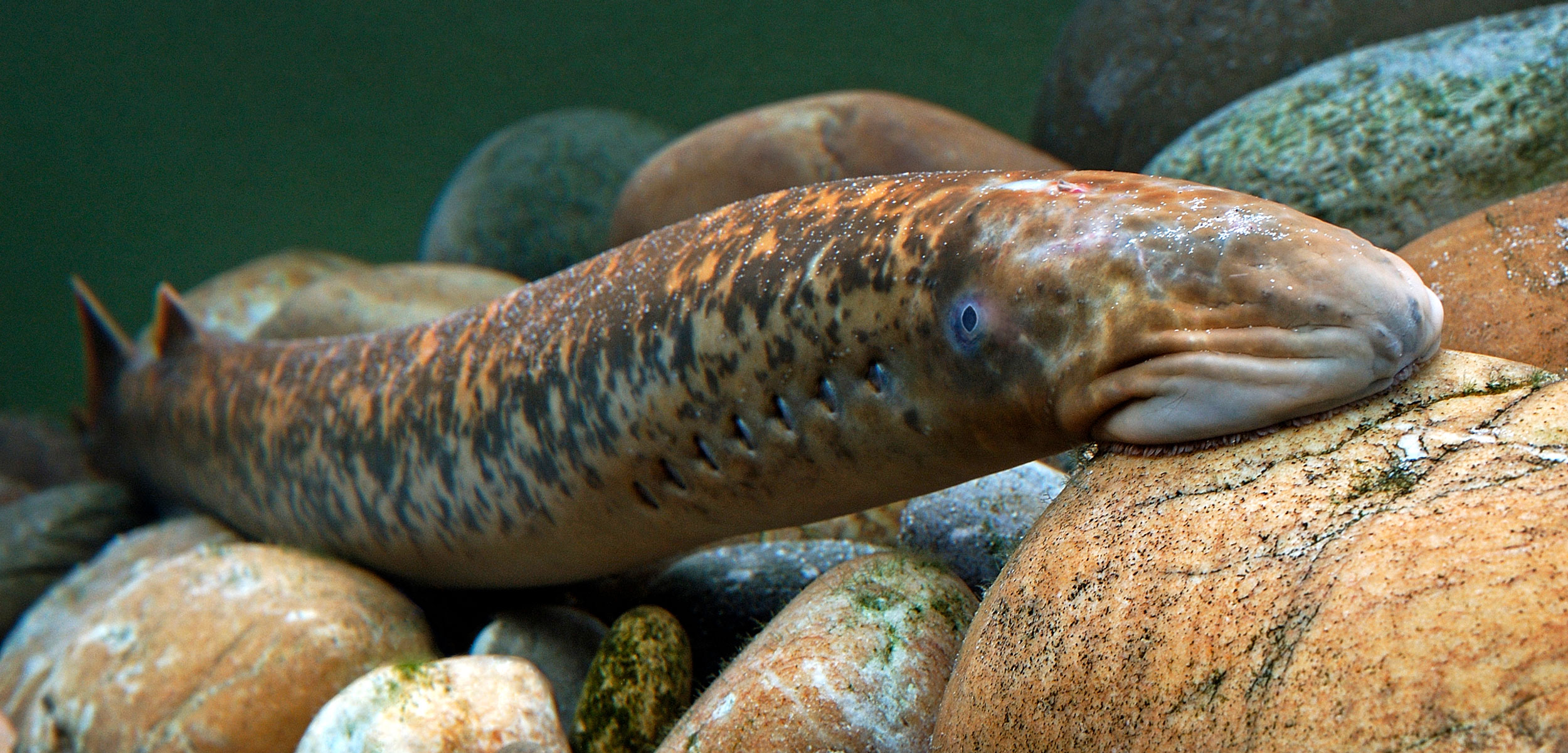 header-lamprey-smellWil Meinderts_Minden Pictures