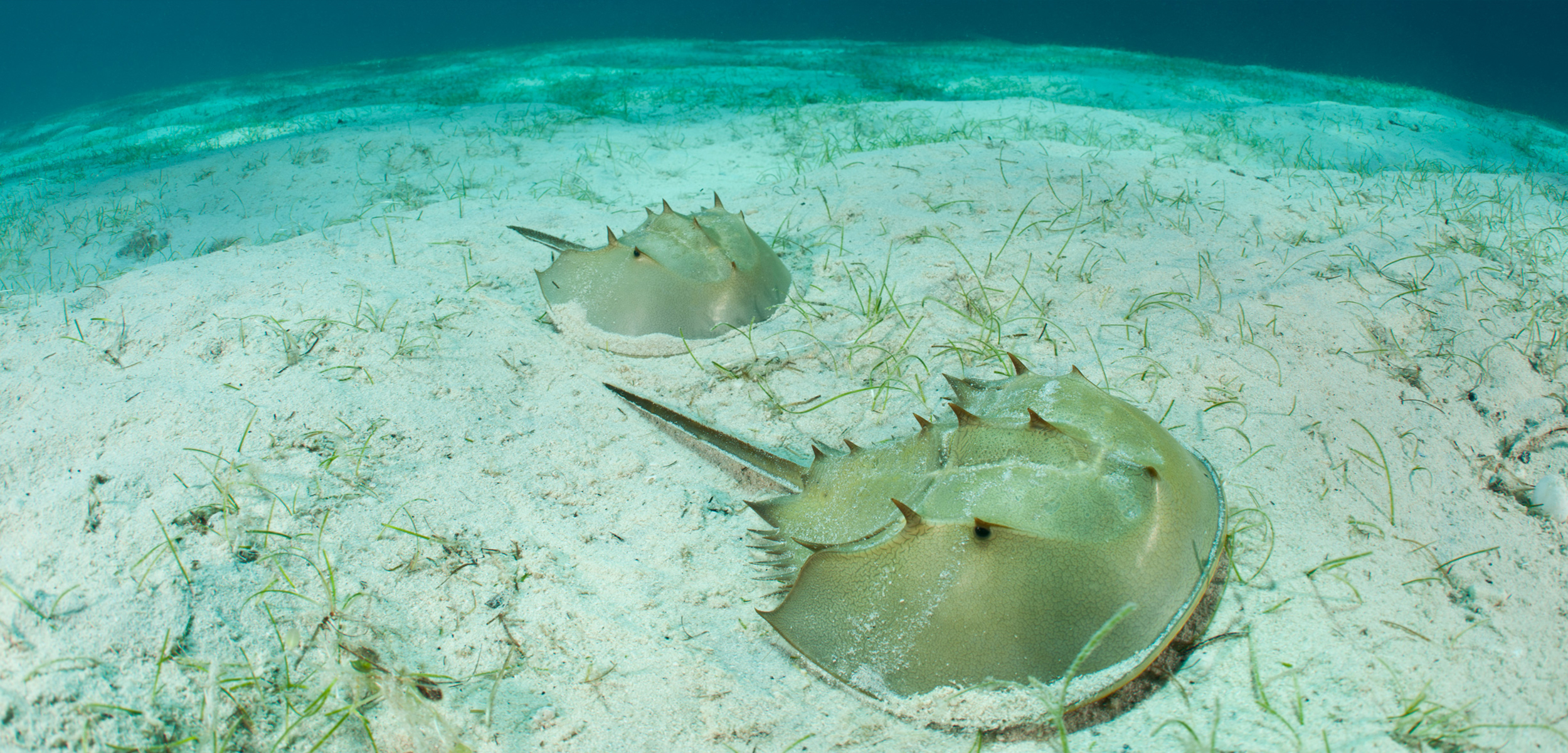 horseshoe-crabs2Jurgen Freund_NPL_Minden Pictures