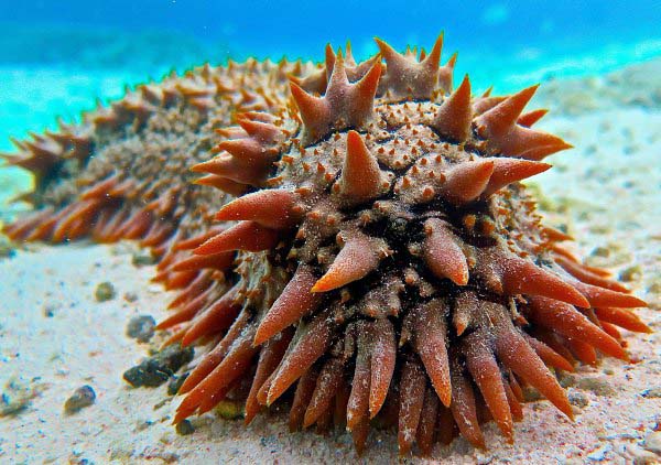 A sea Cucumber swimming on the ocean floor