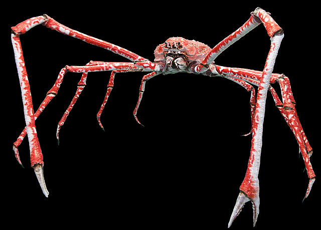 640px-Macrocheira_kaempferi