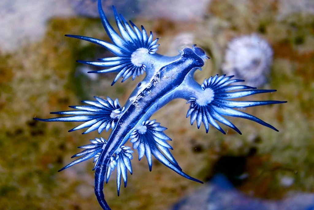 Beautiful blue dragon nudibranch