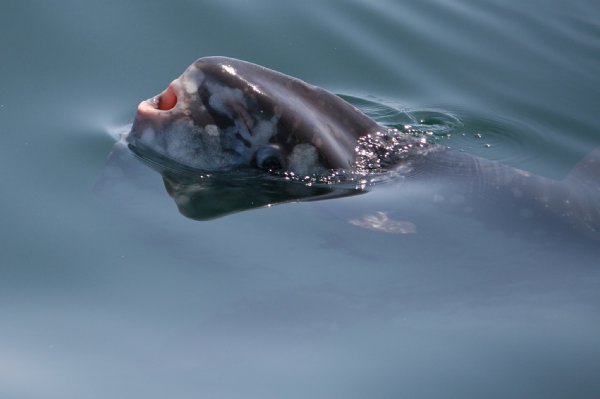 Tricia_fish (1)