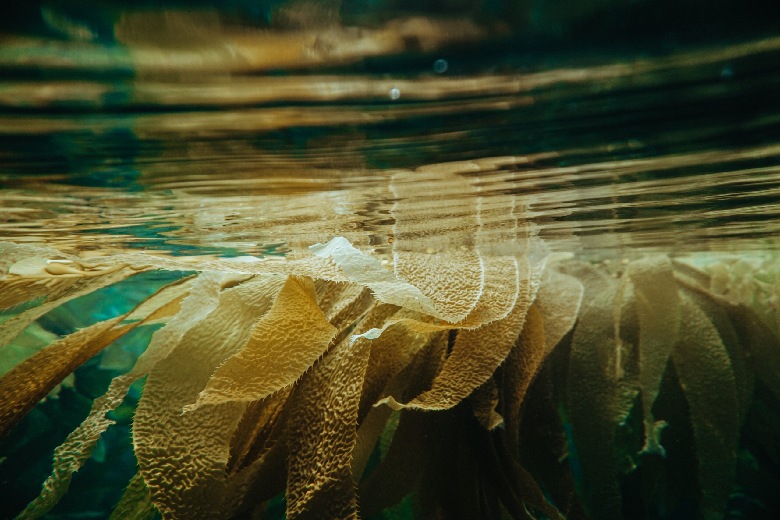 shane-stagner-506929-unsplash