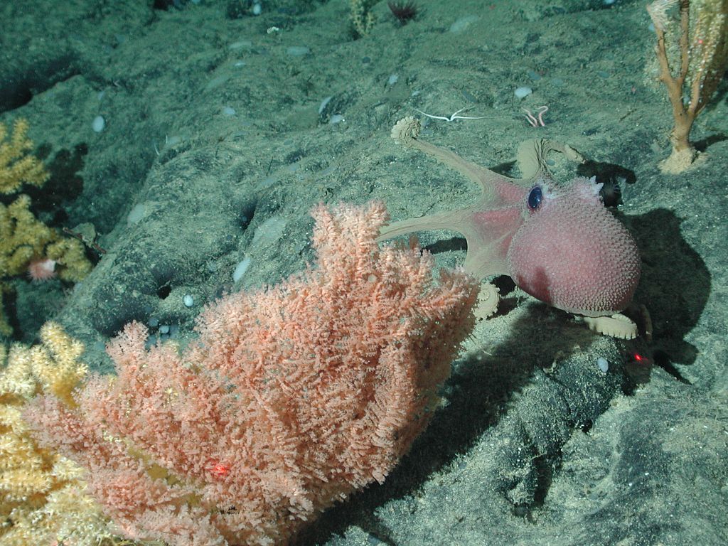 1024px-Graneledone_boreopacifica_by_NOAA