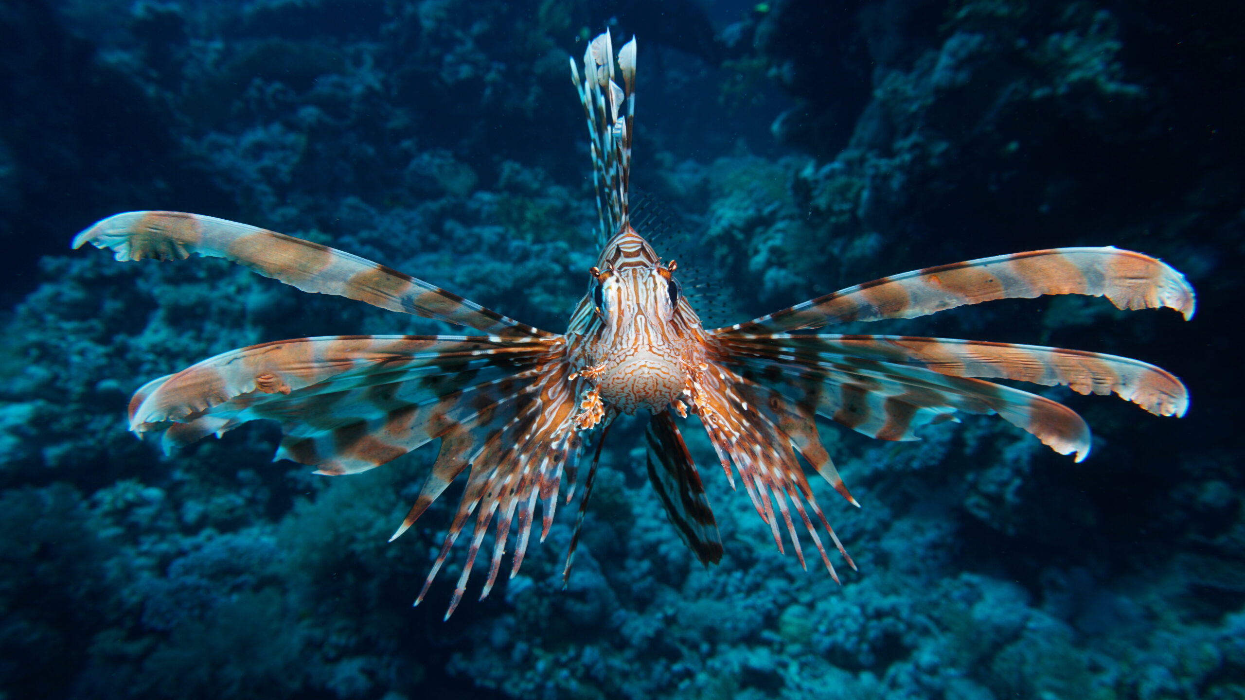 IYORBank_Fish_CeyhanBekiroglu_10