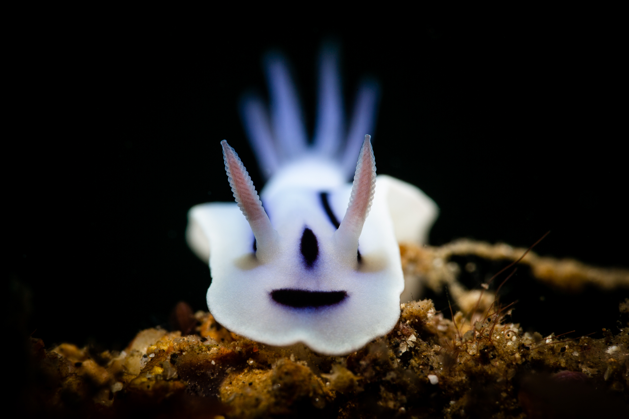 IYORBank_UpCloseAnimals_ErikLukas_08 2