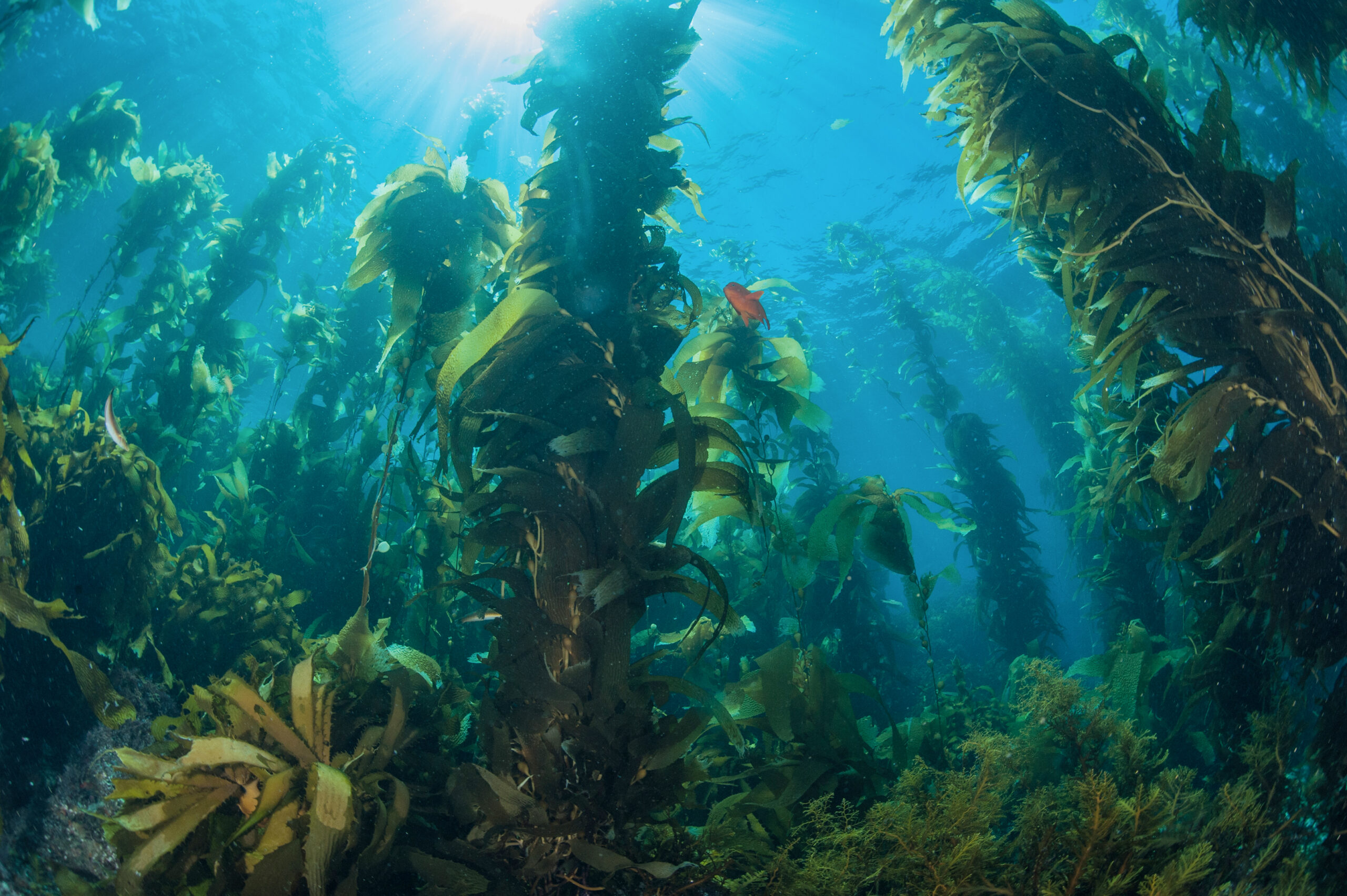 KelpForest_FletcherForbes