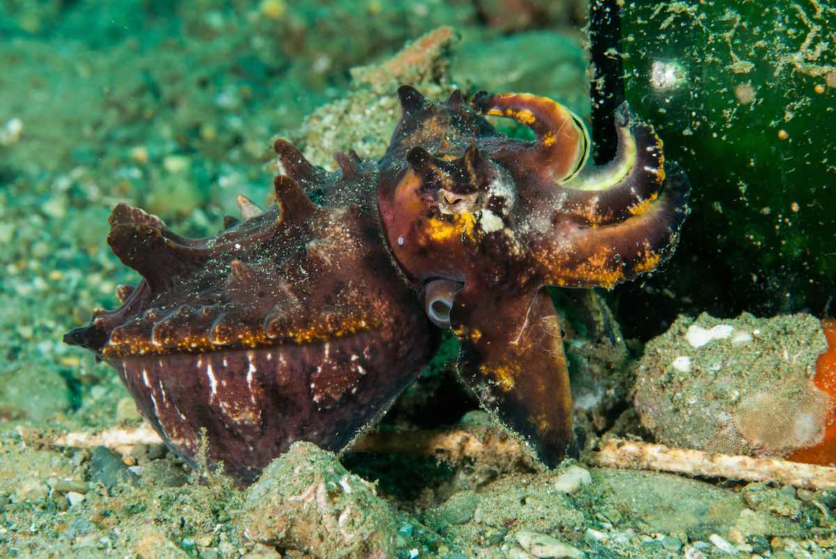 Flamboyant cuttlefish in Ambon, Maluku, Indonesia underwater