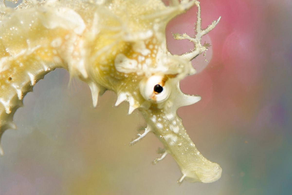 CoralReefImageBank_MacroAnimals_Indigo Bolandrini_01_small