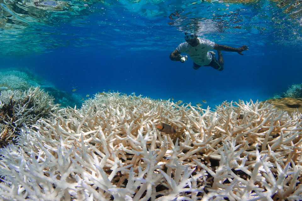 IYORBank_CoralBleaching_TheOceanAgency_10