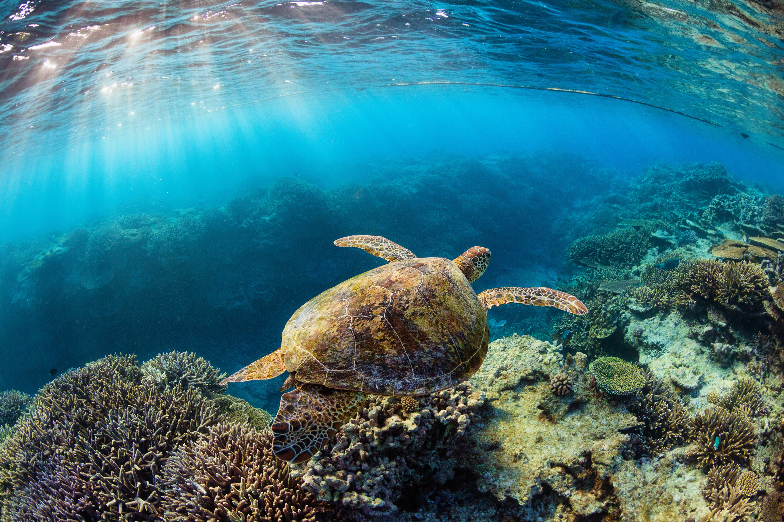 Jordan Robins : Coral Reef Image Bank