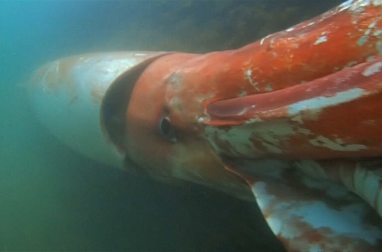 Giant Squid