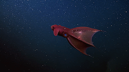 Photograph of a vampire squid floating in deep sea