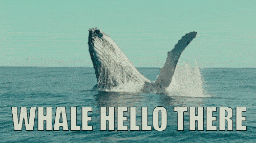 moving image of humpback whale breaching with overlaid text reading Whale Hello There