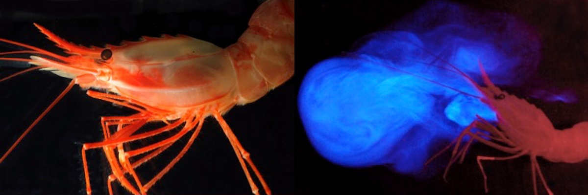 NOAA Ocean Explorer: Bioluminescence and Vision on the Deep Seafloor 2015