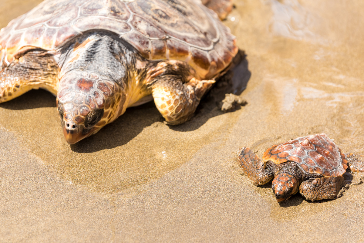 Turtle Baby with mother on beach
