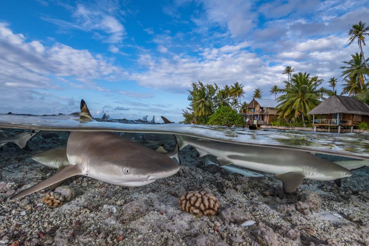 Blacktip Paradise