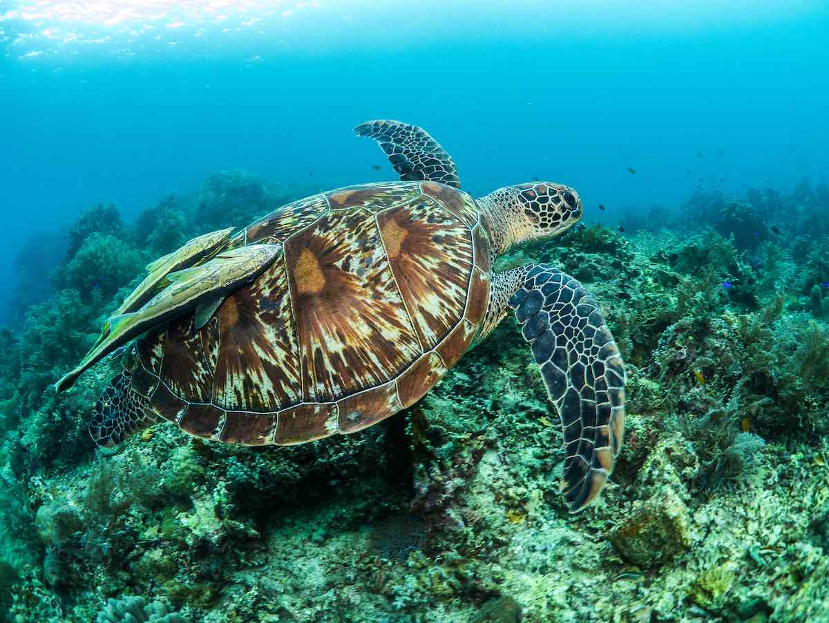Green turtle swimming over a coral reef in the Philippines