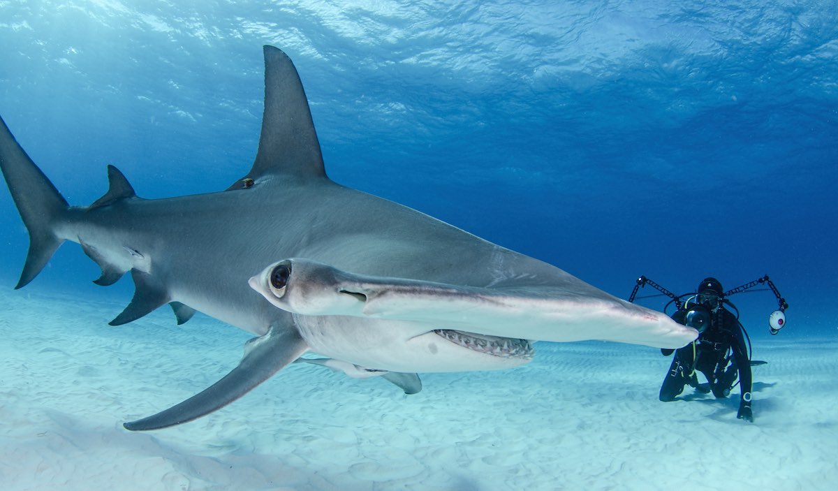 A Great Hammerhead swims by a scuba diver in Bimini, Bahamas.