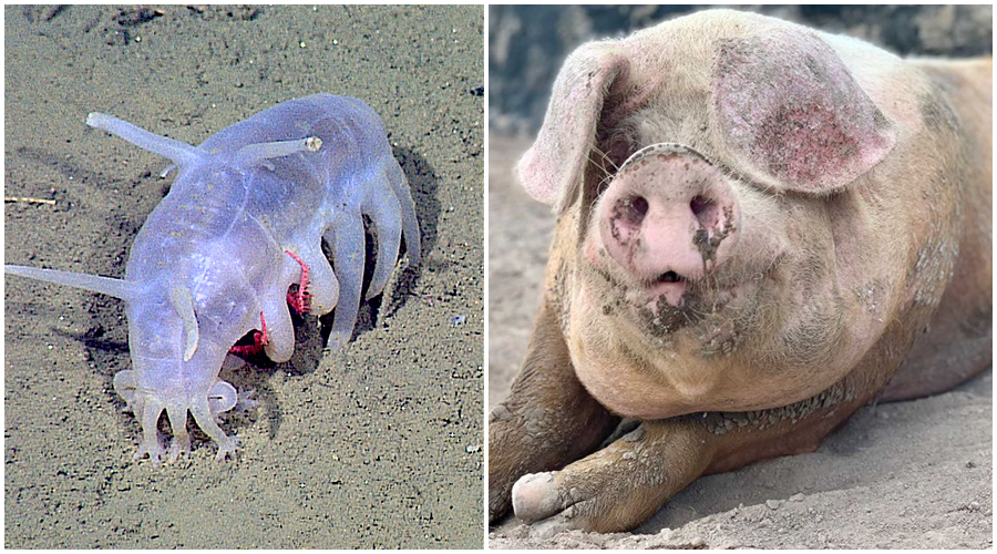 SeaPigs