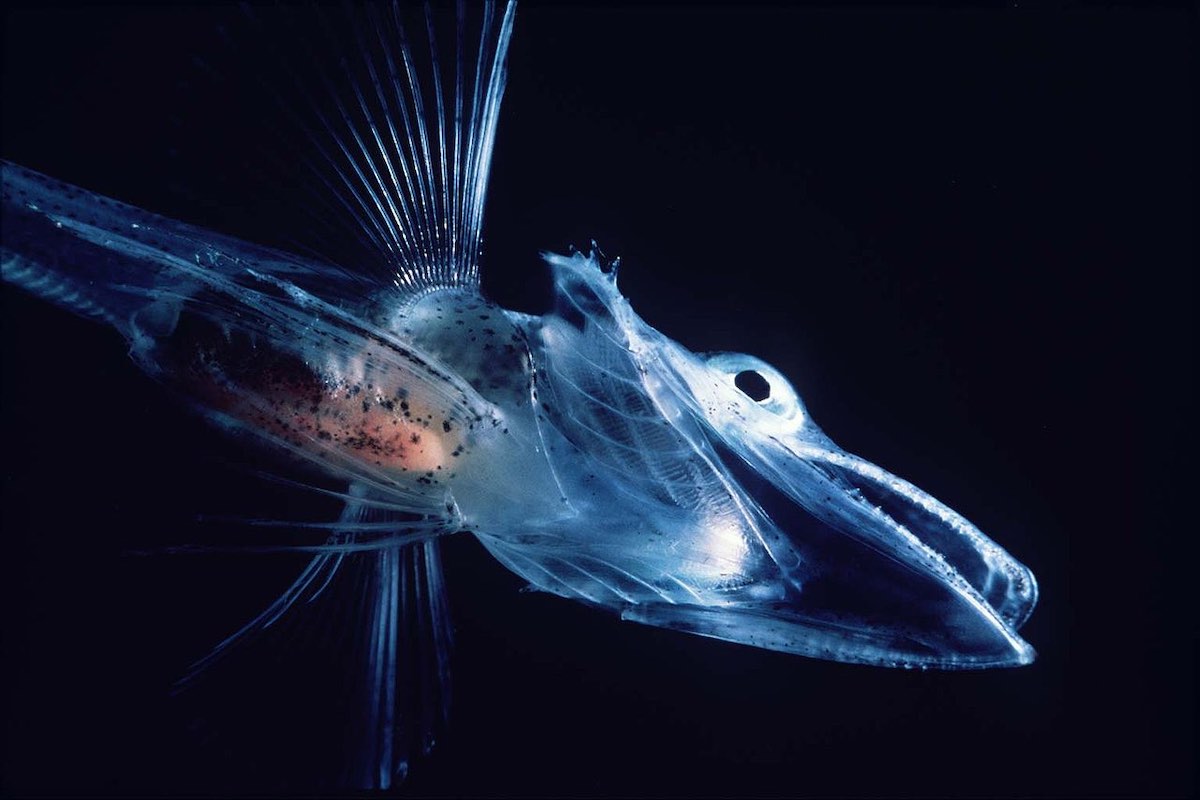 1280px-Icefishuksm
