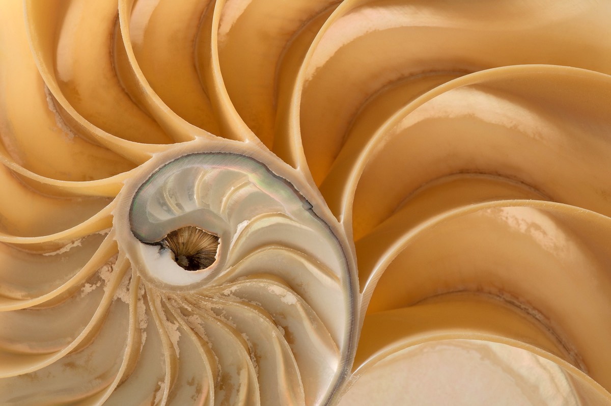 Nautilus Shell