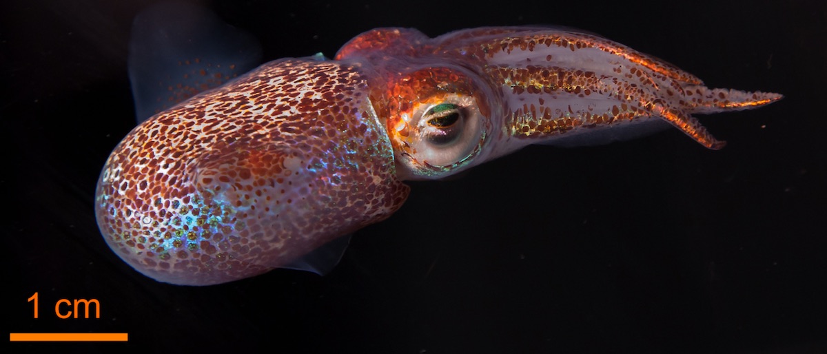 lossless-page1-1280px-Hawaiian_Bobtail_squid.tiffsm