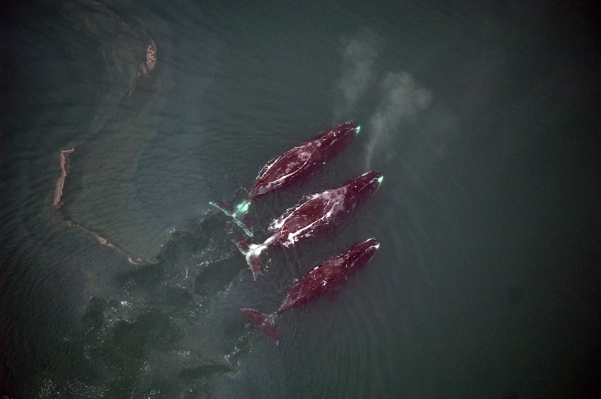 nmmlweb-bowheadwhale-lrg-15sm
