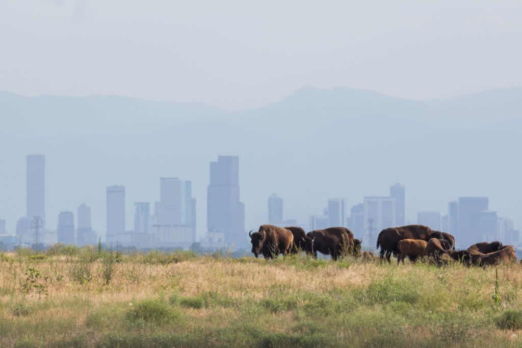 Bison relaxing at Rocky Mountain Arsenal National Wildlife Refuge