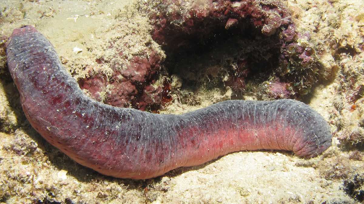 Edible Sea Cucumber (Holothuria edulis)