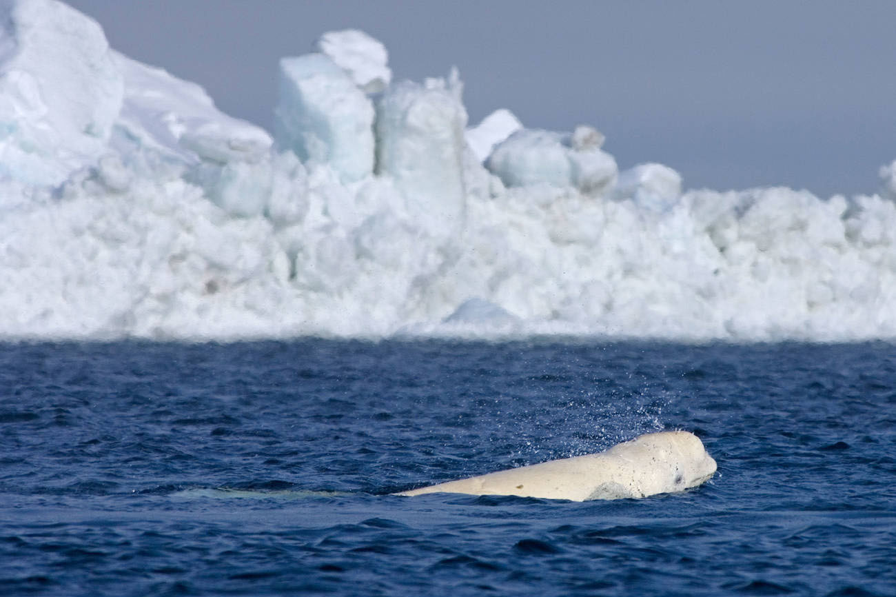 A beluga whale during spring migration in the Chukchi Sea.