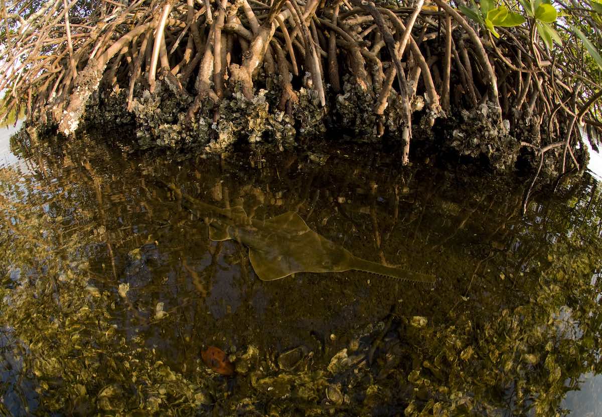 Smalltooth Sawfish