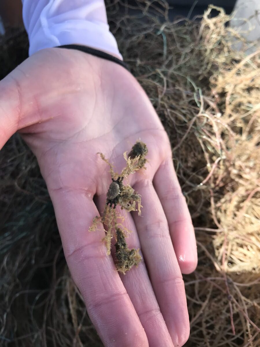 1 crabby boi