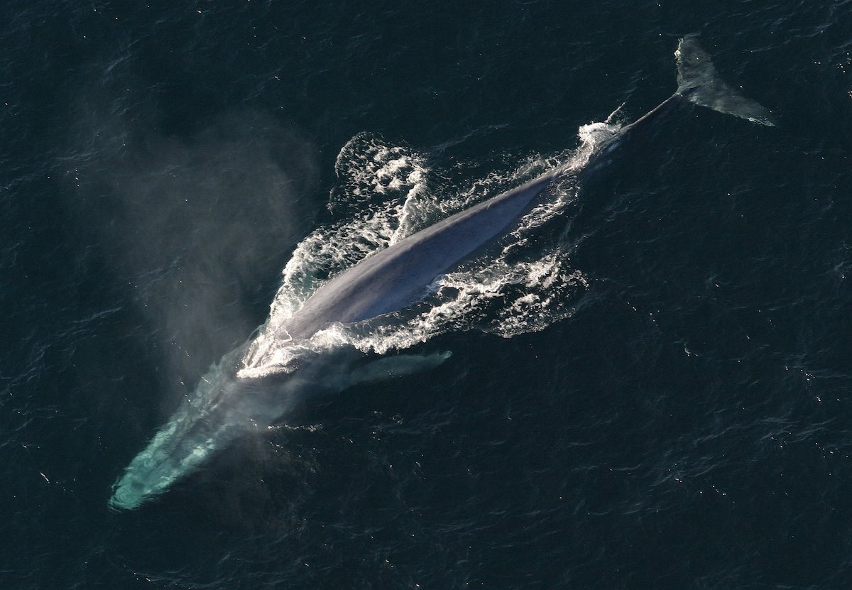 2048px-Anim1754_-_Flickr_-_NOAA_Photo_Librarysm