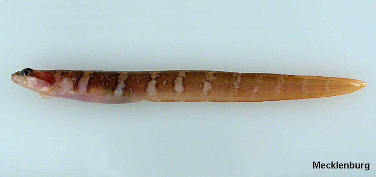 Gymnelus_viridis-Fem_800x376am