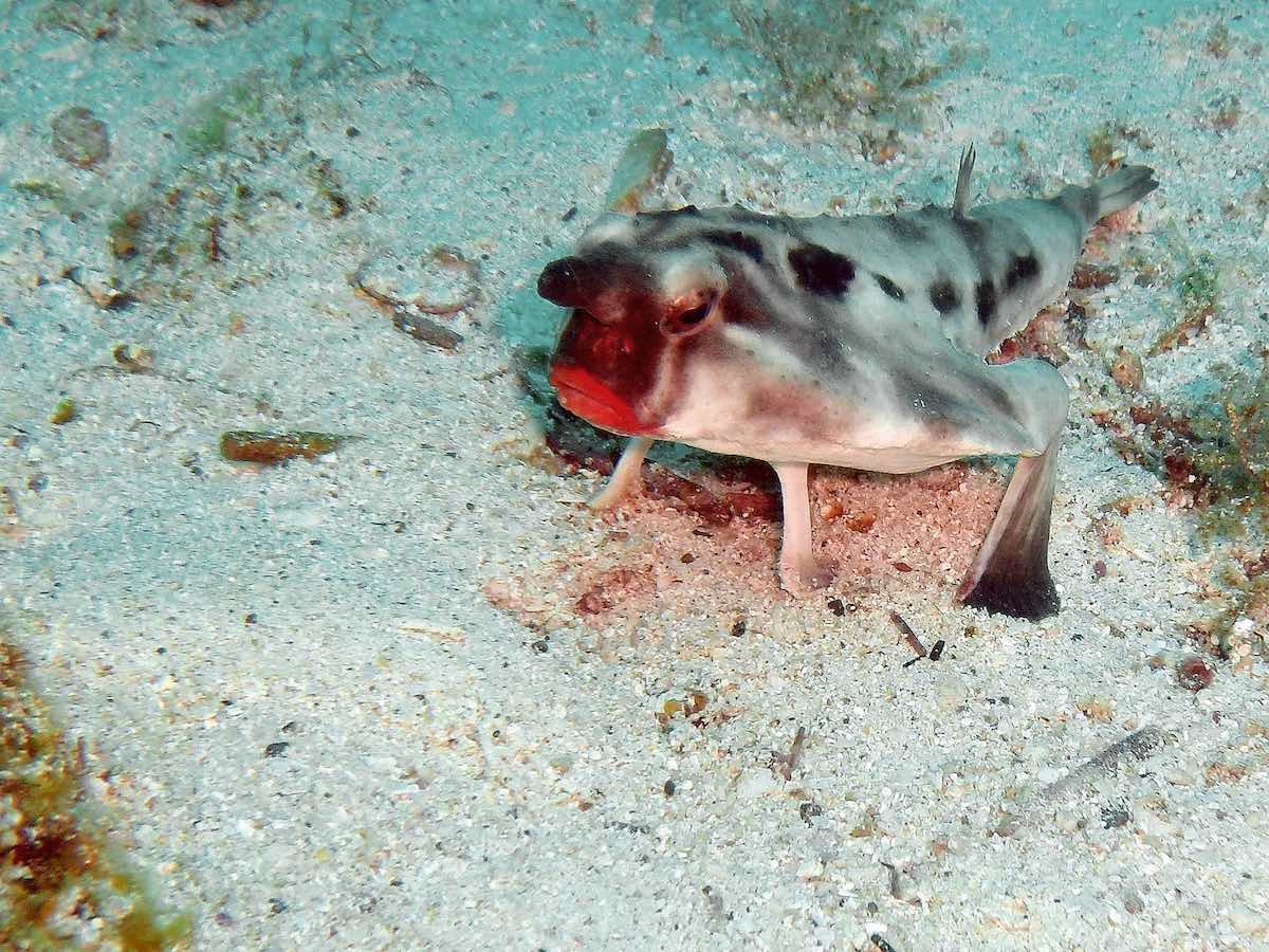 Red-lipped_Bat_fisham